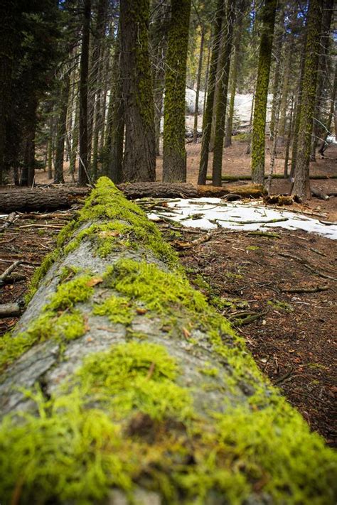 Moss Covered Fallen Tree Trunk Lying In A Forest Stock Photo Image Of