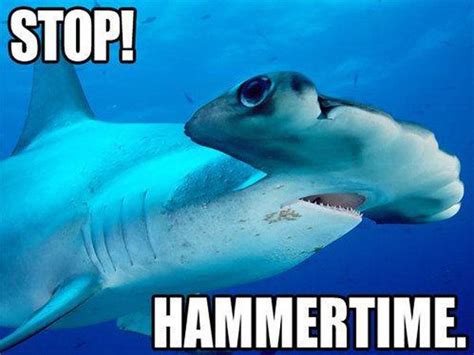 The 25 Funniest Shark Memes Sharks Funny Shark Puns Hammerhead Shark