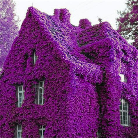 Great savings & free delivery / collection on many items. Favorable 100Pcs Perfume Rainbow Climbing Plants ...