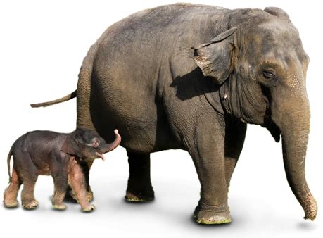 Baby Elephant Png Transparent Image Png Arts Images