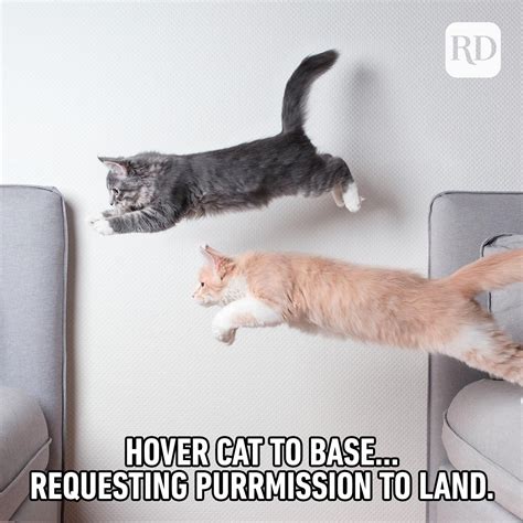 35 Cat Memes Youll Laugh At Every Time Readers Digest