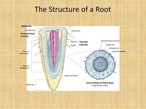Ppt Roots Stems And Leaves Powerpoint Presentation Free Download