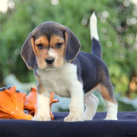 3 Month Old Beagle Puppies