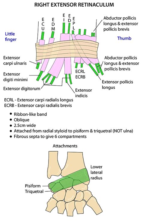 Instant Anatomy Upper Limb Areasorgans Forearm Posterior