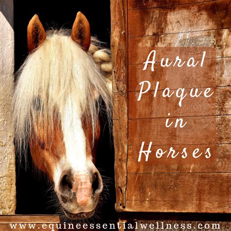 Aural Plaque In Horses Equine Wellness Content A Natural View For