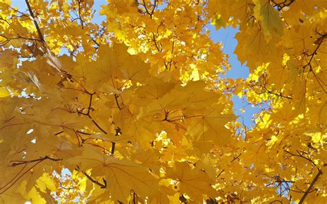 Find the best hd 3d 4k wallpaper on getwallpapers. Yellow Leaves Wallpaper 4K Background | HD Wallpaper Background
