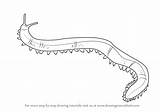 Worm Draw Velvet Drawing Worms Step Tutorials sketch template
