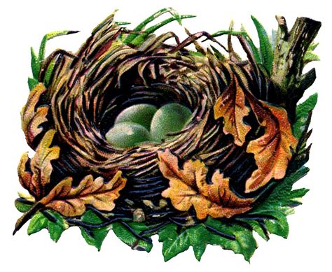 Bird Nest Vintage Graphics Birds Nest Image Graphics Fairy