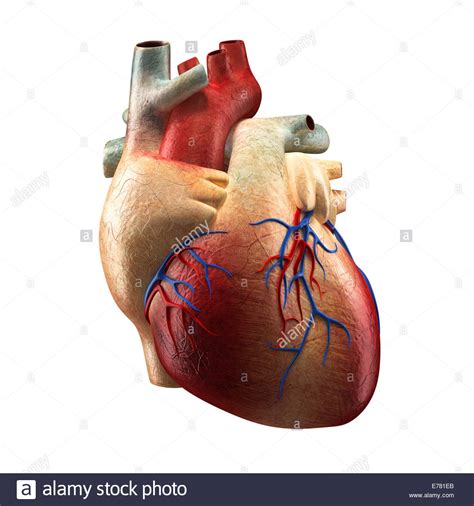 Real Heart Human Anatomy Model Stock Photo 73320867 Alamy