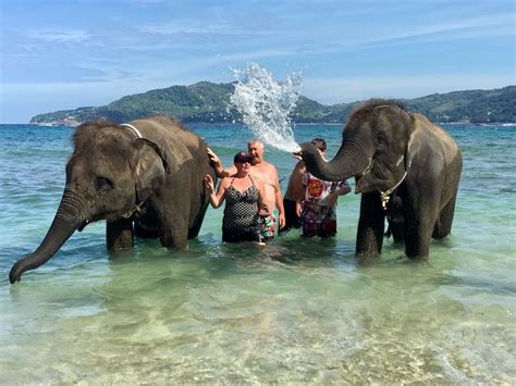 Swim With Baby Elephants On The Beachmust Do Mrkot Phuket Tour