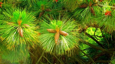 Which Species Pine Tree For Pine Nuts Ohio Mast Producing Trees