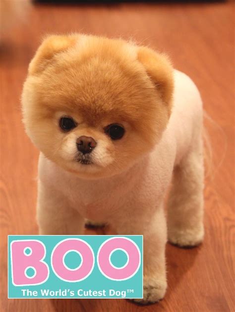 √ 7 Cutest Dog Breeds In The World Cute Dogs World Cutest Dog Boo