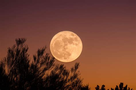 Hd Wallpaper Full Moon Trees And Moon During Nighttime Branches