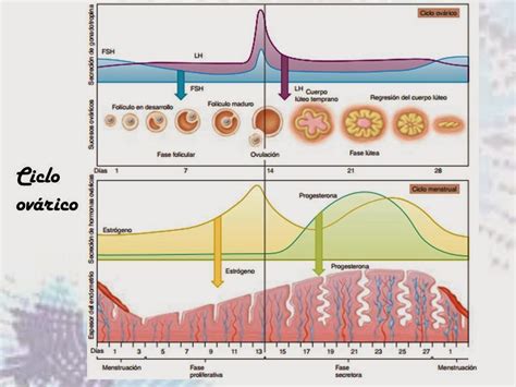 Blog De Fisiología Básica De Rogelio Eduardo Enriquez Lopez Ciclo Ovárico