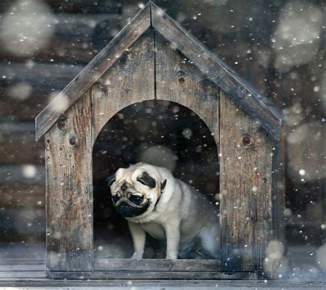 5 Best Winter Dog Houses Keeping Your Canine Warm And Cozy