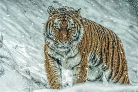 Tigers Animals Animales Animaux Animal Animais Big Cats
