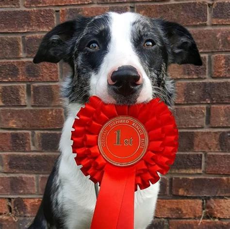 Win A Rosette At Our 2019 Fun Dog Shows The National Country Show