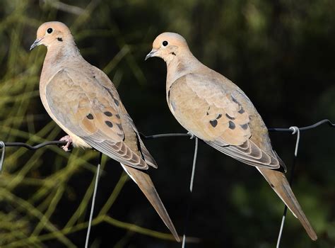 Mourning Doves 3519 Mourning Dove Bird Photo Dove Pigeon