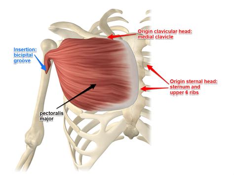 Chest Muscle Anatomy Diagram Pectoralis Major Muscle Its Attachments And Actions Yoganatomy