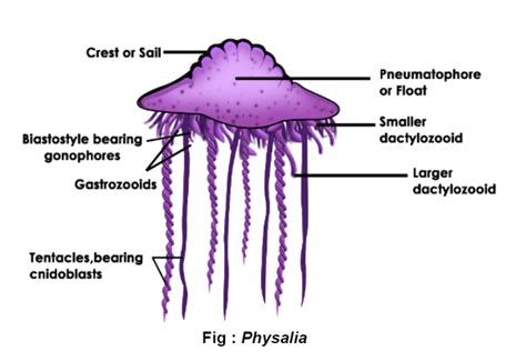 What Is Phylum Coelenterata Cnidaria In Biology Definition Types And