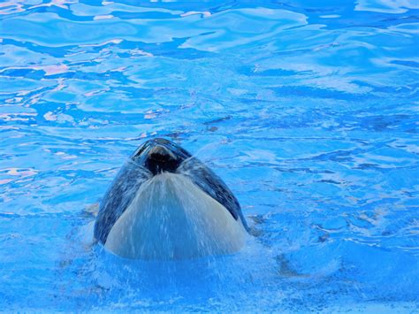 Free Images Sea Animal Wild Show Vertebrate Orca Marine Mammal