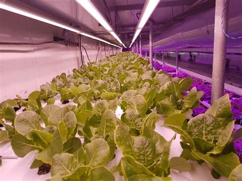 15 Practical Insights On Urban Vertical Farming Growing Indoor Atop