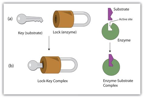 186 Enzyme Action The Basics Of General Organic And Biological