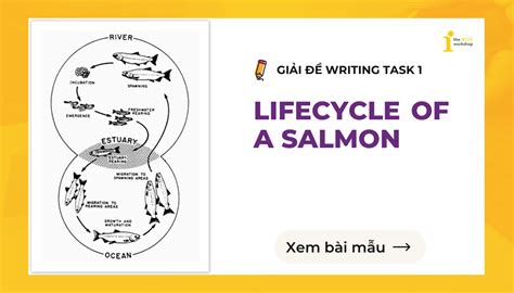 Topic Life Cycle Of A Salmon Bài Mẫu Ielts Writing Task 1
