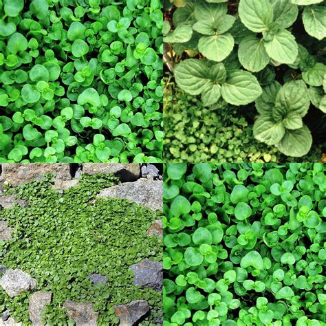 Corsican Mint Mentha Requienii Herb Fragrant Ground Cover Etsy