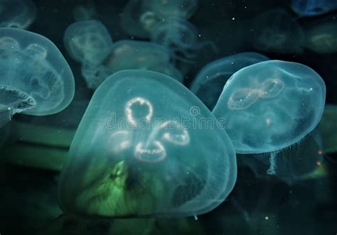 Free Floating Luminescent Jellyfish Stock Photo Image Of Jellies
