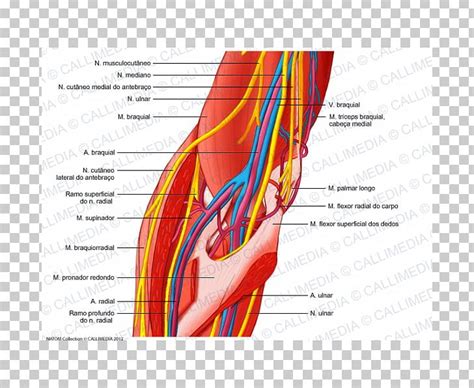Elbow Ulnar Nerve Human Body Anatomy PNG Clipart Anatomy Angle Arm