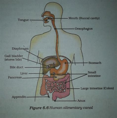 50 Draw A Neat Labelled Diagram Of Human Digestive System And Give