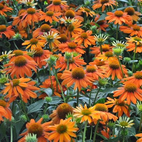 Plant Of The Month Echinacea Cowells Garden Centre Woolsington