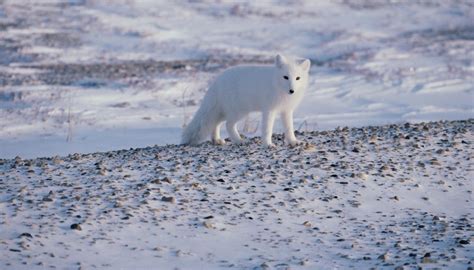 Plants And Animals That Live In The Tundra Sciencing