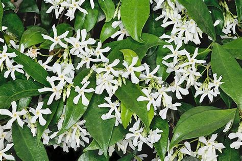 Donna dei sogni miei cercare più non devo, ora che l'ho trovata, profumato fiore. Trachelospermum jasminoides - Monaco Nature Encyclopedia