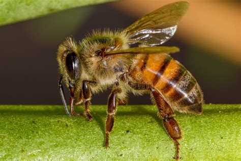 European Honey Bee Apis Mellifera Closeup Macro Detailed In Natural