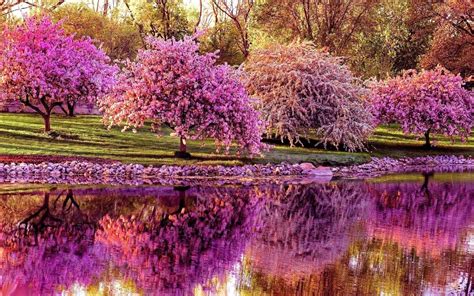 wallpaper trees cherry spring pond reflection hd widescreen high definition fullscreen