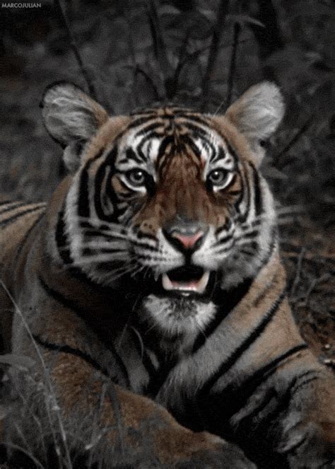 I Am A Tiger Hear Me Roar Gif Tiger Roar Discover Share Gifs