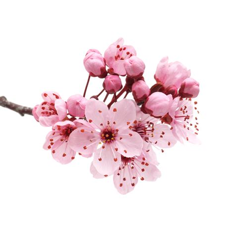 2538 x 2277 png 4494 кб. Cherry Blossom Png & Free Cherry Blossom.png Transparent Images #27951 - PNGio
