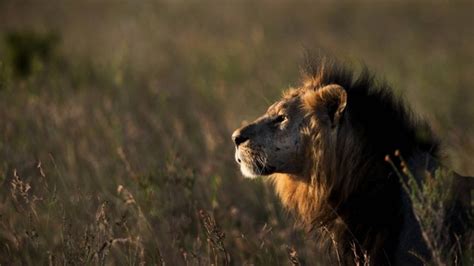 Lions Shot Dead After Mauling Naked Man