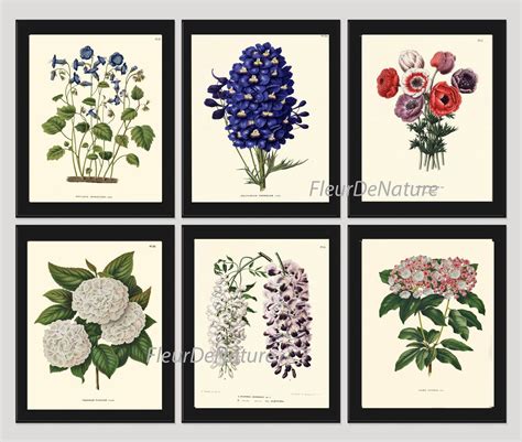 Botanical Flower Print Set Of 6 Art Print 8x10 Witte Antique Etsy In