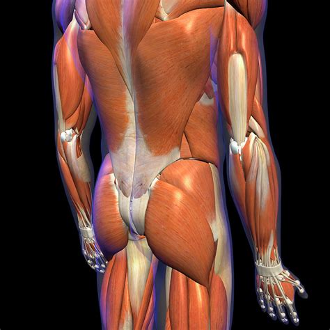 For many women, the buttocks consist mainly of adipose tissue. Male Lower Back Muscles On Black Photograph by Hank Grebe