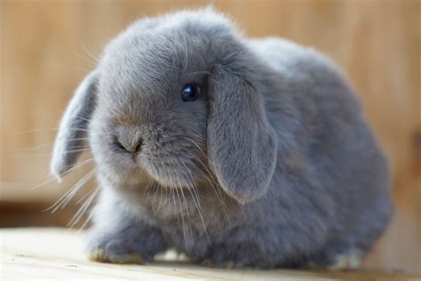 Rabbits For Sale Sydney Effie Rowley