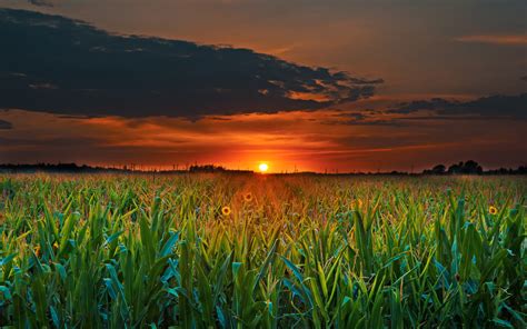 Sunset Green Field With Corn Dark Clouds 4k Ultra Hd