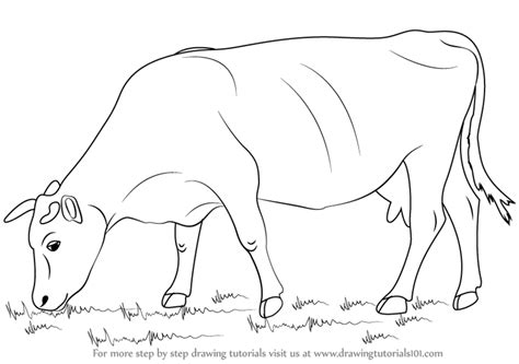 Learn How to Draw a Cow (Farm Animals) Step by Step : Drawing Tutorials