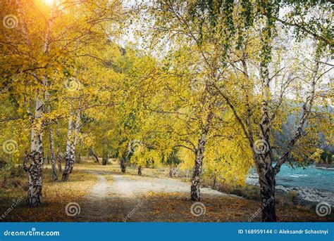 Birches With Yellow Leaves On Background Of Turquoise River And Rocky