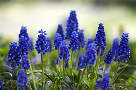Blue Spring Flowers Uk Top 55 Beautiful Types Of Blue Flowers With