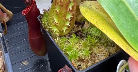Nepenthes Ephippiata Toms Carnivores