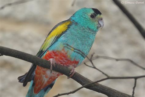 Golden Shouldered Parrot Psephotus Chrysopterygius April 2016 Zoochat