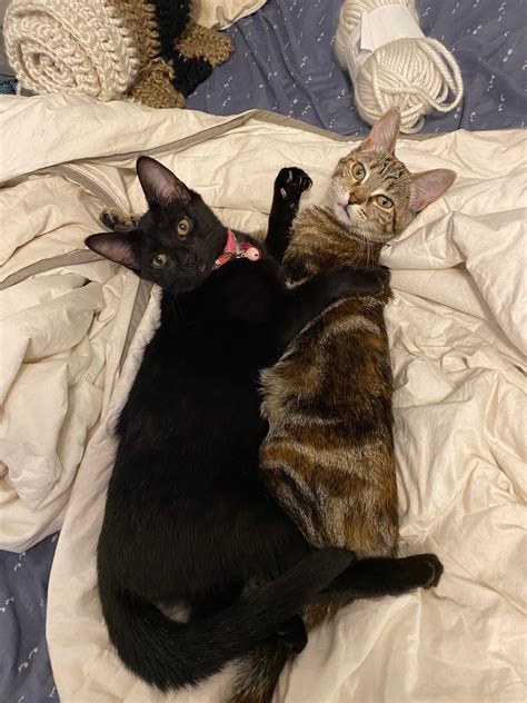 Bfff’s (best furry friends forever!!) : kittens